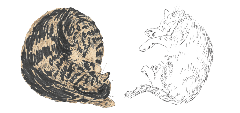 Le Guin sleeping cats